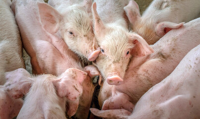 Wall Mural - Many little piglets are fighting for food on a rural pig farm. top view