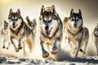 Races using husky sled dogs. Sled dog racing is a popular winter sport. With their musher, Siberian husky dogs race through the snowy tundra. Jogging vigorously on a snowy, dirt cross country course