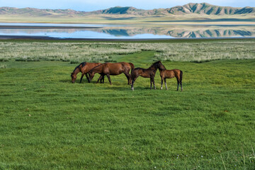 horses in the meadow