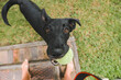 Sleek black Kelpie x Labrador mixed breed dog playing outdoors in backyard with tennis ball