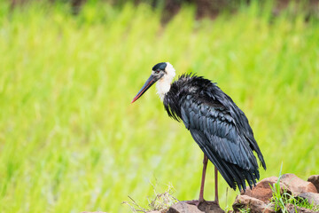 Wall Mural - the asian woolly-necked stork a large wading bird in the stork family ciconiidae, ciconia episcopus,