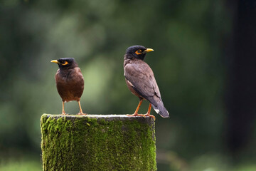 Wall Mural - the common myna or indian myna , acridotheres tristis, family sturnidae, native to asia.