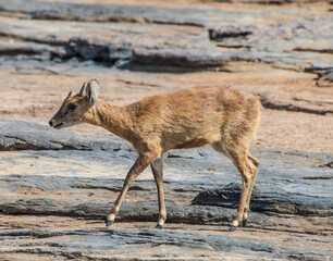 Wall Mural - The four-horned antelope, Tetracerus quadricornis,  or chousingha, is a small antelope found in India and Nepal, Panna National Park, Madhya Pradesh, India