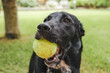 Sleek black Kelpie x Labrador mixed breed dog playing outdoors in backyard with tennis ball