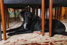 Black Kelpie X Labrador Laying Quietly Indoors Under Kitchen Table