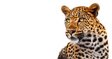 leopard in front on a transparent background. generative AI
