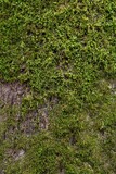 Fototapeta Łazienka - Closeup of a tree trunk with lush green moss growing on its textured bark