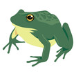 green bull frog amphibian