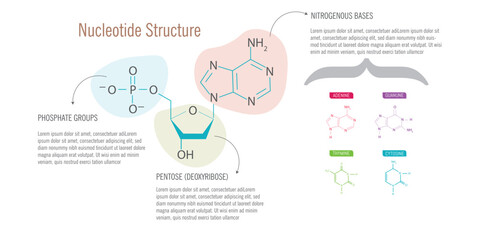 Nucleotide Structure on white background.