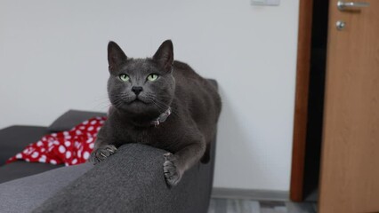 Poster - Gray cat perching on sofa