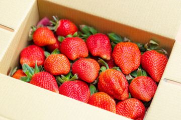 Wall Mural - Juicy strawberries nestled in a cardboard box