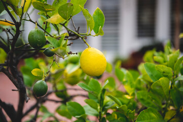 Sticker - Selective focus shot of yellow and green lemons in the tree with blur background