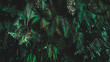 © kanpisut - Herb wall, plant wall, natural green wallpaper and background. nature wall. Nature background of green forest