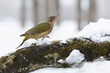 Adult female of Green woodpecker in an oak forest in northern Spain with the last lights of a cold snowing January day