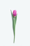 Fototapeta Tulipany - Beautiful tender spring tulip isolated on white background.