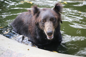 brown bear in the lake