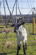local Lorraine goat pasturing in urban meadow over city background