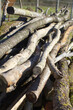 various long logs and trunks piled up in the sun