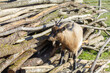 goat climbing on a sunny stack of logs piled up
