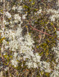 colorful fluffy lichens covering bushes for specific landscape