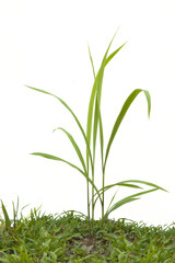 Wall Mural - Grass isolated on white background. Clipping path.