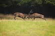 © Björn Reibert/Wirestock Creators - Closeup of red deer fighting in a field covered in greenery on a sunny day