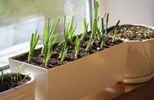 Young Seedling Of Onion, Basil, Spinach Growing In Pot On Windowsill . Gardening Concept.