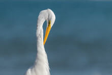 Great Egret Side Portrait From The Beach Scratching Himself With Sunlight Coming On The Right In Puerto Rico
