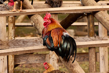 Closeup Shot Of A Rooster On A Wooden Fence