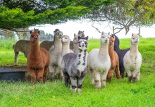 Group Of Colorful Huacaya Alpacas Breeds Llamas On The Green Grass.