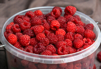 Wall Mural - Fresh red raspberries close-up.Beautiful harvest.