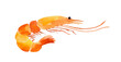 Watercolor king shrimp. Hand-drawn illustration isolated on the white background 