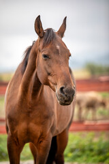 Sticker - portrait of a horse