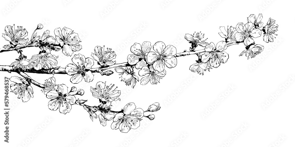 Hand drawn realistic cherry blossom branch. Black and white sketch of ...