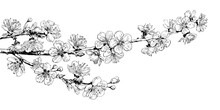 Hand Drawn Realistic Cherry Blossom Branch. Black And White Sketch Of Sakura Flowers. Vector Illustration.