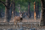 Fototapeta  - Spotted deer in sundarban forest