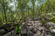 © Mindaugas Dulinskas - Stony Path Way in Norway Mountains. Old Tree and Green Grass.