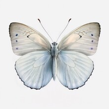 Beautiful White Butterfly, Top View. Watercolor Illustration Of A Gray Butterfly Isolated On White Background. Generative AI Art.