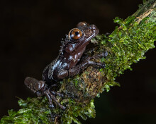 Coronated Treefrog (Anotheca Spinosa), Endangered, Costa Rica