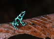 Green and black poison dart frog (Dendrobates auratus), Costa Rica