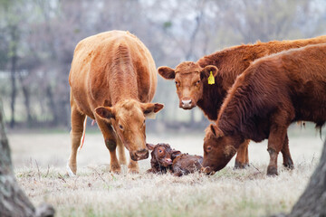 Wall Mural - Cow and Calf Pair in spring calving season, newborn calf is still wet from birth, the cow herd meets the new baby animal.