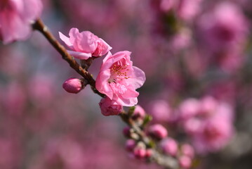 Sticker - Hana peach ( Prunnus persica ) blossoms.   Flowering peach tree. Rosaceae deciduous shrub.
The flowering season is from March to April.