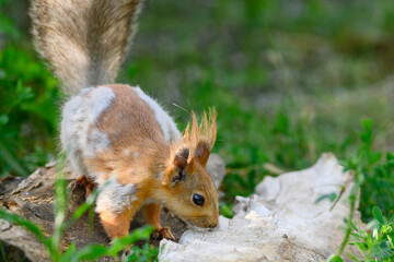 Wall Mural - Eurasian red squirrel Sciurus vulgaris in the wild