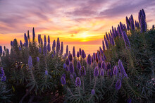 Sunset Over The Pacific Ocean, View Through Beautiful Purple Echium Flowers At Victoria Beach In California, USA