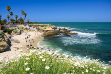 La Jolla Shore Waterfront Promenade, California, USA. White Daisies Blooming In Spring, Ocean Waves Crushing At The Rocky Beach, Sea Water Surface From Above, Cliff, Pacific Coast. 
