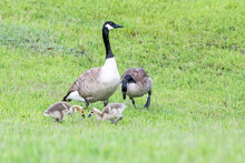 Canada Goose And Gander With 2 Goslings Feeding