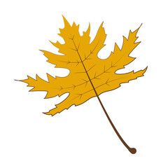Poster - autumn yellow color leaf illustration design art