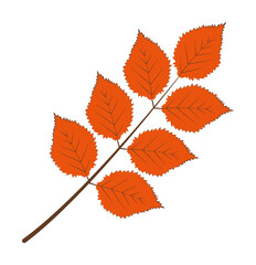 Poster - autumn orange color leaf illustration design art