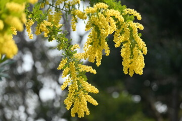 Poster - Cootamundra wattle ( Acacia baileyana ) flowers. Fabaceae evergreen tree native to Australia. Yellow flowers bloom from February to March.