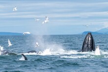 Action Shot Of Birds And Humpback Whales Feeding On Fish In Alaska